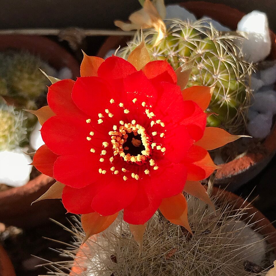Bloeiende Echinopsis marsoneri cactus met roze bloemknoppen en stekelige stengels.