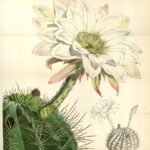 Lobivia obrepanda cactus met witte bloemen en groene stekels.