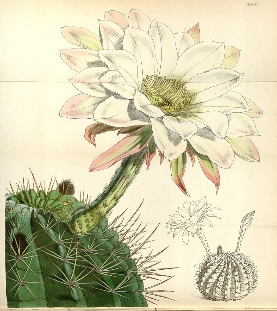 Lobivia obrepanda cactus met witte bloemen en groene stekels.