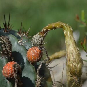 Prachtige roze bloeiende cactus, Acanthocalycium rhodotrichum, met stekels.