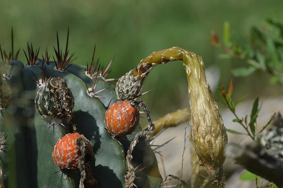 Prachtige roze bloeiende cactus, Acanthocalycium rhodotrichum, met stekels.