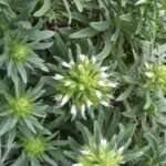 Echium brevirame bloemen in paars en roze op groene bladeren.