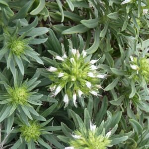 Echium brevirame bloemen in paars en roze op groene bladeren.