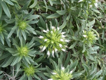Echium brevirame bloemen in paars en roze op groene bladeren.