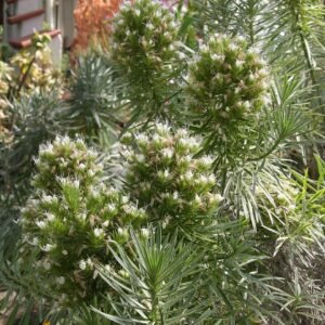 Bloeiende Echium aculeatum plant met paarse bloemen en groen blad.