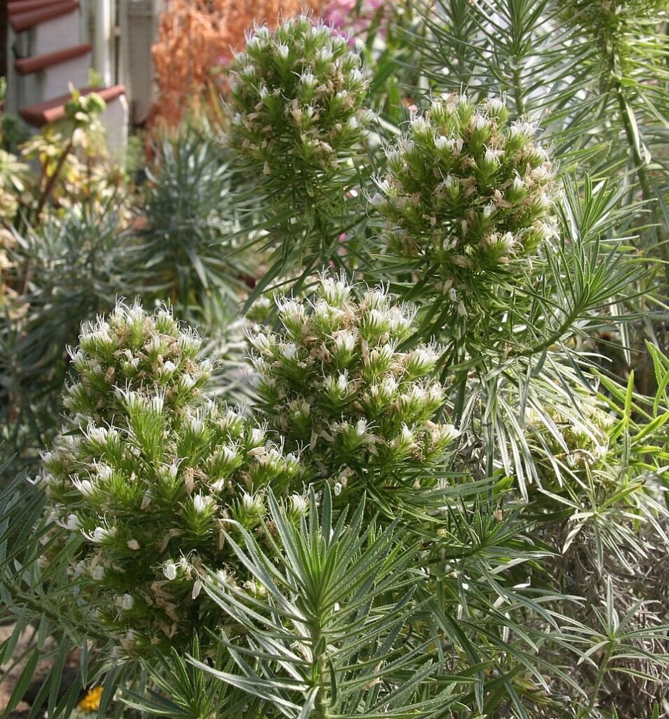 Bloeiende Echium aculeatum plant met paarse bloemen en groen blad.