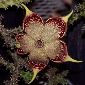Edithcolea grandis plant met groene bladeren en witte strepen.