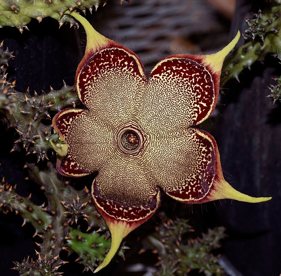 Edithcolea grandis plant met groene bladeren en witte strepen.