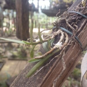 Eggelingia gabonensis orchidee met groene bladeren en witte bloemen.