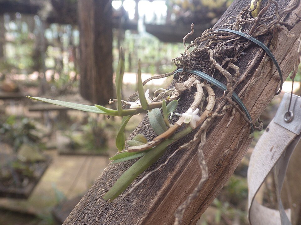 Eggelingia gabonensis orchidee met groene bladeren en witte bloemen.