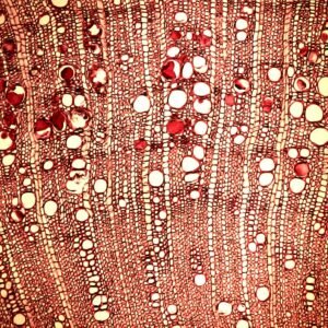 Ehretia cymosa plant met groene bladeren en bloemen.