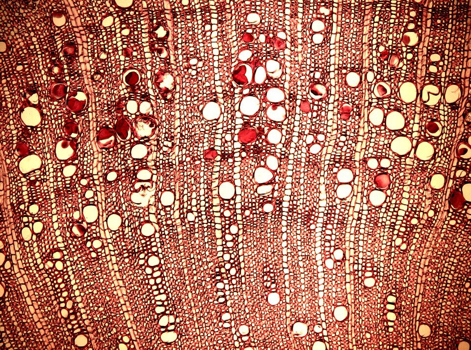 Ehretia cymosa plant met groene bladeren en bloemen.