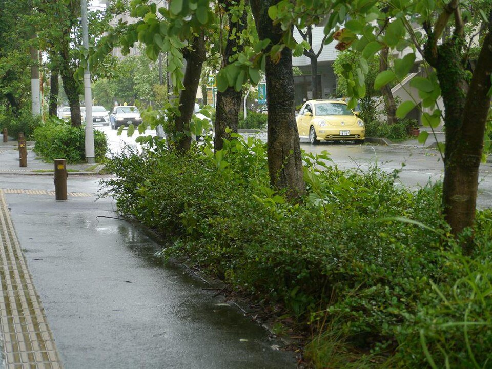 Ehretia microphylla plant met groene bladeren en kleine witte bloemen.