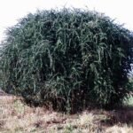 Ehretia rigida plant in schaduwrijke omgeving.