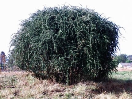 Ehretia rigida plant in schaduwrijke omgeving.