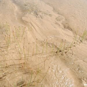 Eleocharis montevidensis plant met lange, dunne groene stelen en fijn gebladerte.