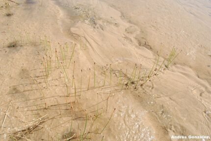 Eleocharis montevidensis plant met lange, dunne groene stelen en fijn gebladerte.