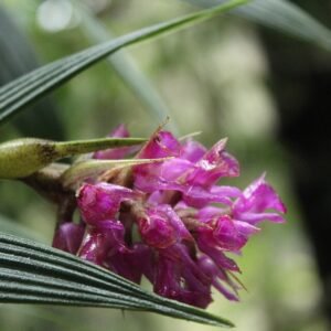 Elleanthus maculatus orchidee bloem in volle bloei.