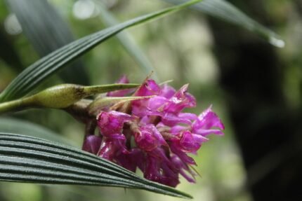 Elleanthus maculatus orchidee bloem in volle bloei.