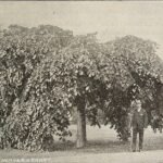 Een Ulmus glabra 'Corylifolia Purpurea' boom met dieppaarse bladeren.