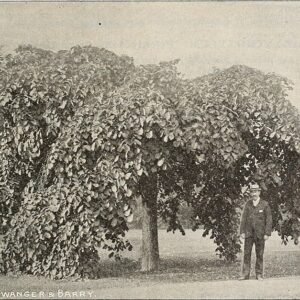 Een Ulmus glabra 'Corylifolia Purpurea' boom met dieppaarse bladeren.