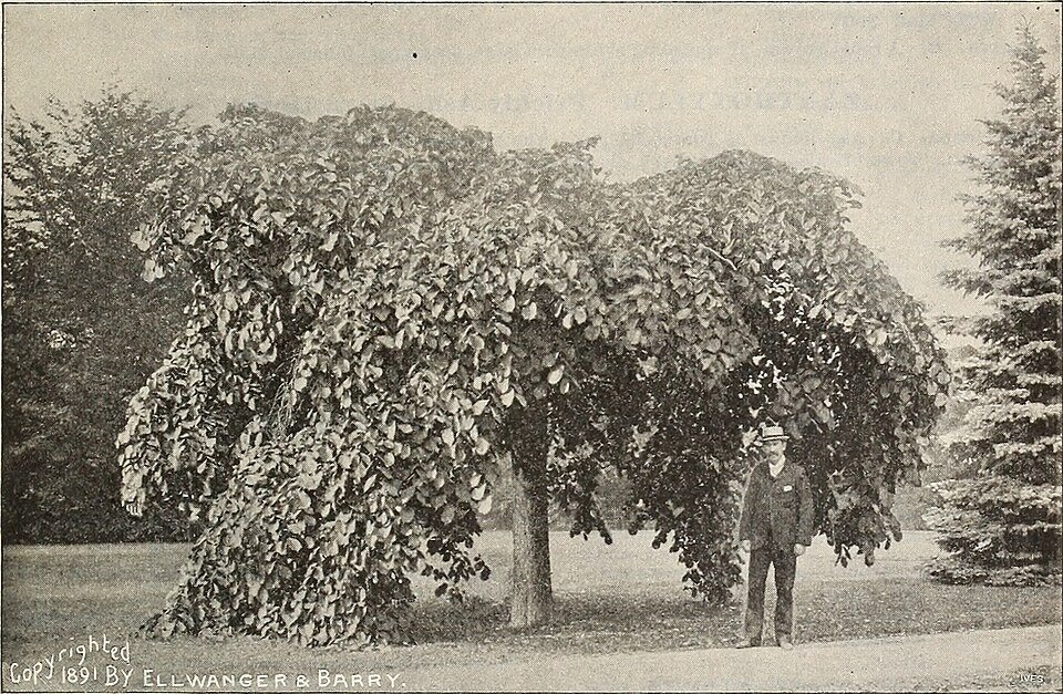 Een Ulmus glabra 'Corylifolia Purpurea' boom met dieppaarse bladeren.