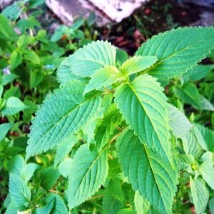 Elsholtzia ciliata plant met gekartelde groene bladeren in een pot.
