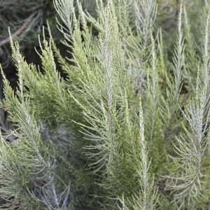 Close-up van Elytropappus rhinocerotis bloem in schaduwrijke omgeving.