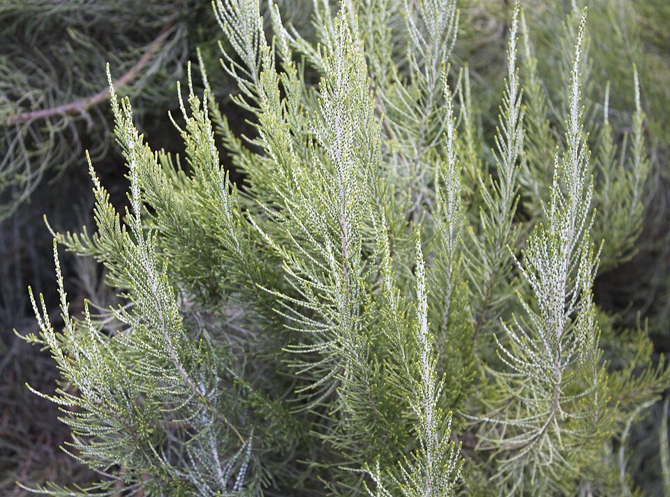 Close-up van Elytropappus rhinocerotis bloem in schaduwrijke omgeving.