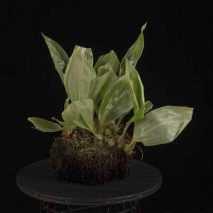 Embreea herenhuana orchidee met paarse en gele bloemblaadjes in bloei.