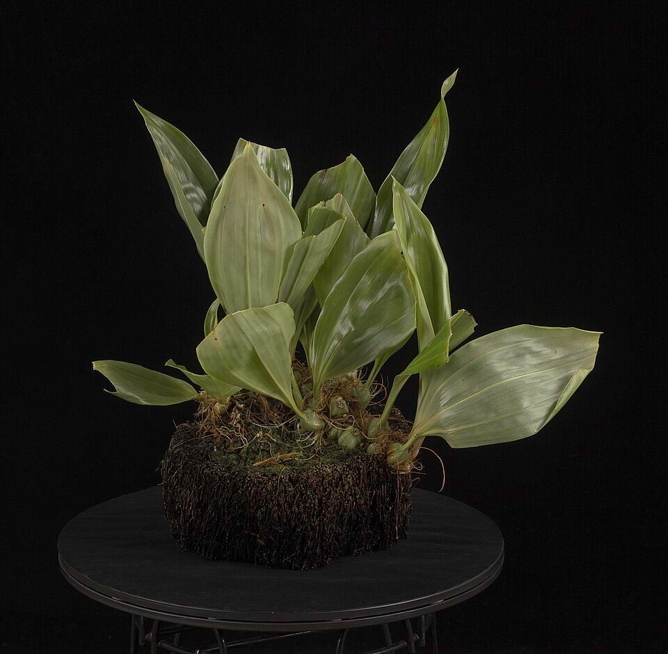 Embreea herenhuana orchidee met paarse en gele bloemblaadjes in bloei.