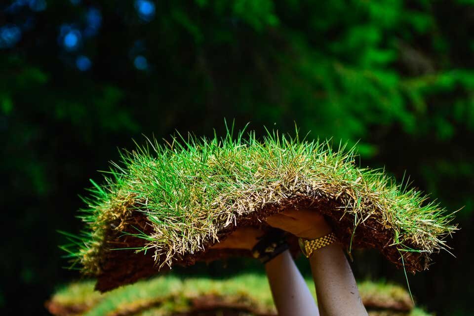Zoysia 'Emerald' gras in close-up, heldergroen en weelderig.