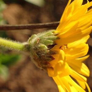 Zilvergroen blad en felgele bloemen van Encelia californica plant.