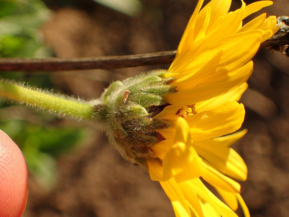 Zilvergroen blad en felgele bloemen van Encelia californica plant.