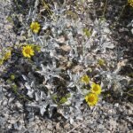 Encelia farinosa plant met zilverachtige bladeren en gele bloemen.