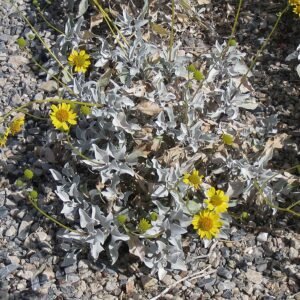Encelia farinosa plant met zilverachtige bladeren en gele bloemen.