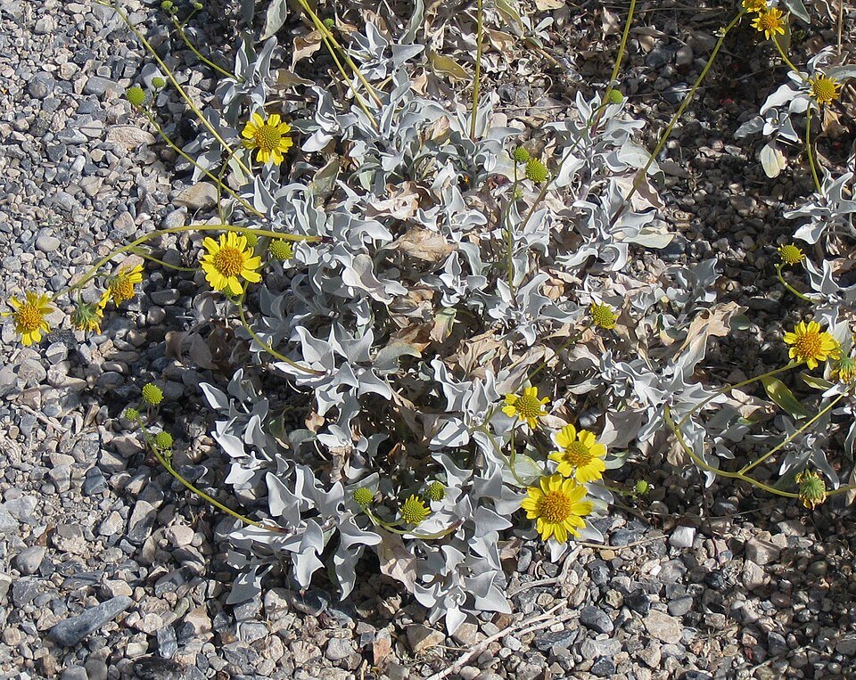 Encelia farinosa plant met zilverachtige bladeren en gele bloemen.