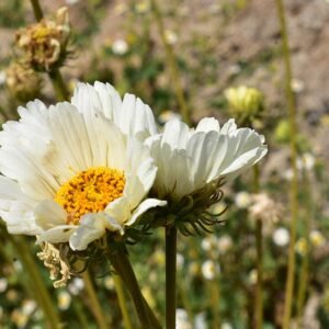 Yellow flower heads and gray-green leaves of Encelia ravenii in San Felipe sunlight.