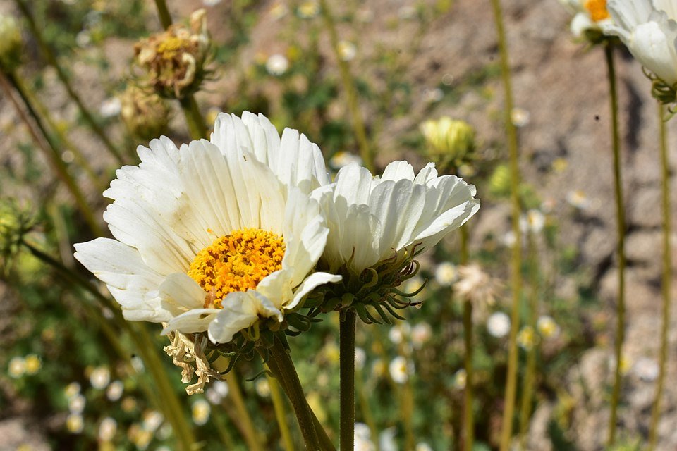 Yellow flower heads and gray-green leaves of Encelia ravenii in San Felipe sunlight.