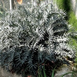 Encephalartos horridus plant met stekelige blauw-grijze bladeren.