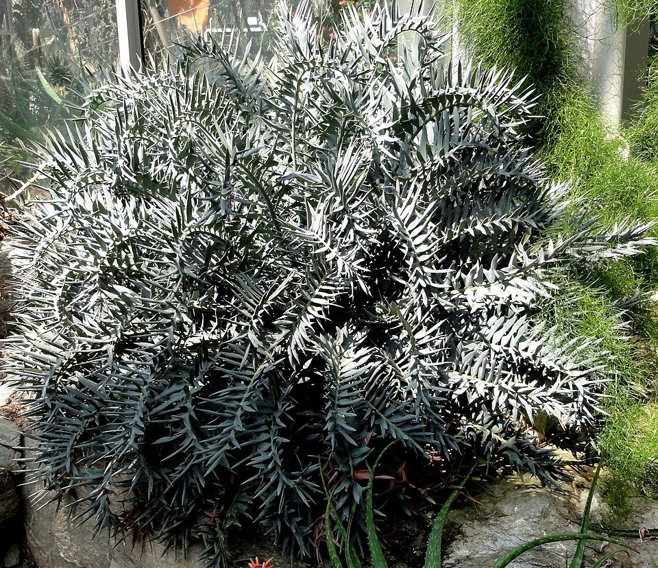 Encephalartos horridus plant met stekelige blauw-grijze bladeren.