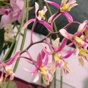 Encyclia Cyperifolia orchidee met witte bloemen en groene stelen.