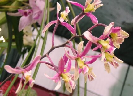 Encyclia Cyperifolia orchidee met witte bloemen en groene stelen.