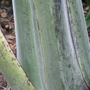 Ensete glaucum plant met grote groene bladeren en stevige stam.