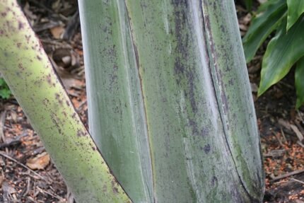 Ensete glaucum plant met grote groene bladeren en stevige stam.