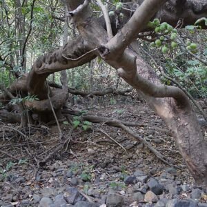 Zaden van Entada rheedei, bruine peul met zwarte zaden.
