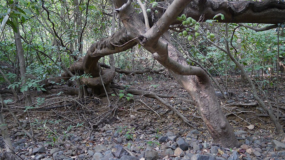 Zaden van Entada rheedei, bruine peul met zwarte zaden.