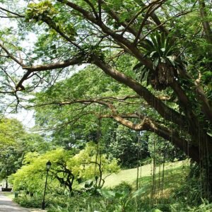 Enterolobium cyclocarpum boom met uitgestrekte groene bladeren en ronde peulvruchten.