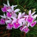 Epidendrum calanthum orchidee bloem in paarse close-up.
