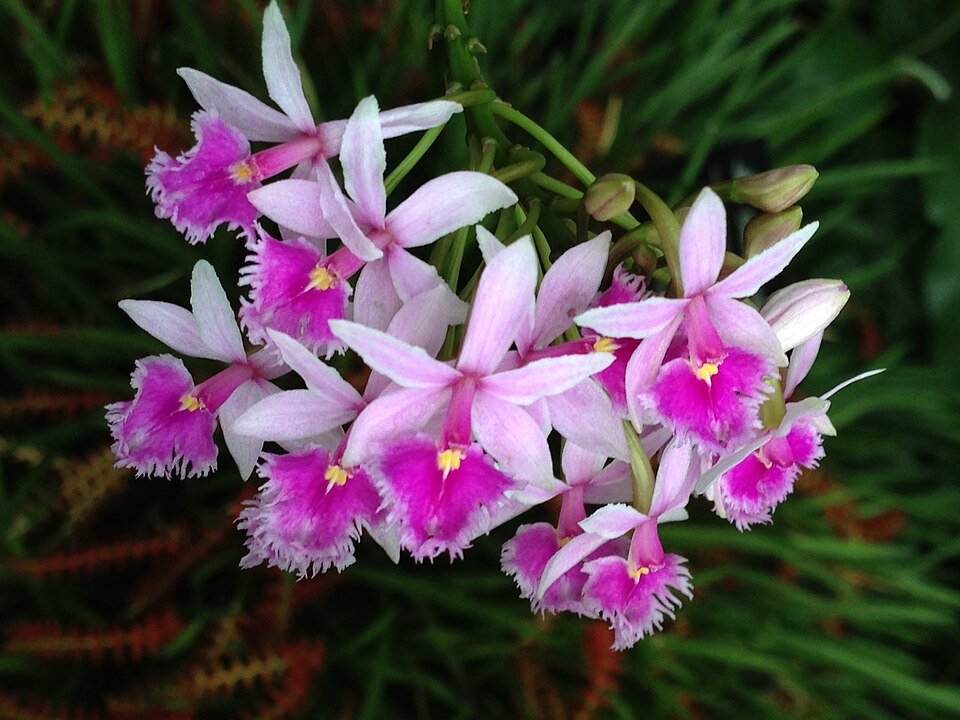 Epidendrum calanthum orchidee bloem in paarse close-up.